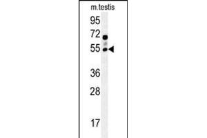 GABRG2 Antibody (Center) (ABIN654148 and ABIN2844015) western blot analysis in mouse testis tissue lysates (15 μg/lane). (GABRG2 anticorps  (AA 198-224))