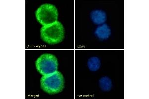 (ABIN185362) Immunofluorescence analysis of paraformaldehyde fixed Jurkat cells, permeabilized with 0. (MYD88 anticorps  (Internal Region))