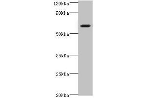 Western blot All lanes: SHC4 antibody at 6 μg/mL + Jurkat whole cell lysate Secondary Goat polyclonal to rabbit IgG at 1/10000 dilution Predicted band size: 69, 43 kDa Observed band size: 69 kDa (SHC4 anticorps  (AA 1-185))