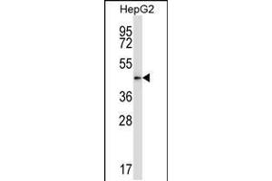 Western blot analysis in HepG2 cell line lysates (35ug/lane). (PDK2 anticorps  (N-Term))