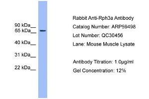 WB Suggested Anti-Rph3a  Antibody Titration: 0. (RPH3A anticorps  (N-Term))