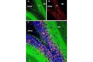 Expression of GAP43 in rat hippocampus - Immunohistochemical staining of immersion-fixed, free floating rat brain frozen sections using Anti-GAP43 Antibody (ABIN7043263, ABIN7044662 and ABIN7044663), (1:200), followed by goat-anti-rabbit-AlexaFluor-488.