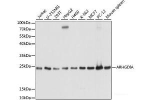 Western blot analysis of extracts of various cell lines using ARHGDIA Polyclonal Antibody at dilution of 1:1000. (ARHGDIA anticorps)