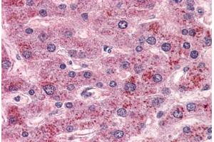 Anti-GPR15 antibody  ABIN1048732 IHC staining of human liver.