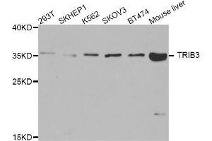 Western blot analysis of extracts of various cell lines, using TRIB3 antibody. (TRIB3 anticorps)