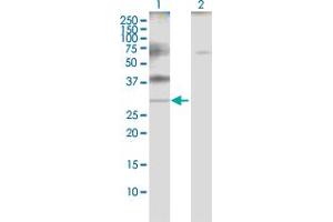 Western Blot analysis of PLP1 expression in transfected 293T cell line by PLP1 MaxPab polyclonal antibody.
