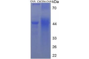Chemokine (C-X-C Motif) Receptor 4 (CXCR4) (AA 26-37) peptide (Ovalbumin)