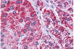 Human Adrenal: Formalin-Fixed, Paraffin-Embedded (FFPE)