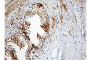 Image no. 3 for anti-Selenium Binding Protein 1 (SELENBP1) antibody (ABIN1500864)