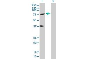 Western Blot analysis of KIFC3 expression in transfected 293T cell line by KIFC3 MaxPab polyclonal antibody. (KIFC3 anticorps  (AA 1-687))