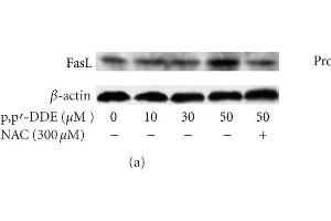 (a) Effect of NAC on p,p'-DDE-induced FasL protein.