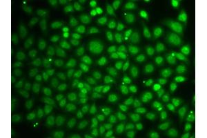 Immunofluorescence analysis of A549 cells using ZNF346 antibody (ABIN5971759). (ZNF346 anticorps)