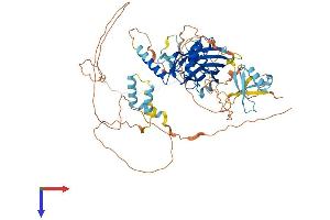 AlphaFold protein structure predicition of Human Recombinant GRHL3 Protein, UniprotID Q8TE85