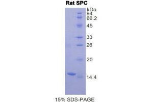 SDS-PAGE (SDS) image for Surfactant Protein C (SFTPC) (AA 95-194) protein (His tag) (ABIN1878164) (Surfactant Protein C Protein (SFTPC) (AA 95-194) (His tag))
