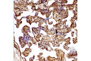 Anti- HSP27 antibody, IHC(F) IHC(F): Human Placenta Tissue (HSP27 anticorps  (AA 1-205))