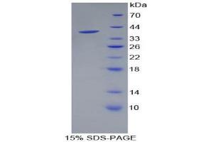 SDS-PAGE (SDS) image for Pancreatic Polypeptide (PPY) (AA 30-87) protein (His tag,GST tag) (ABIN2123440) (PPY Protein (AA 30-87) (His tag,GST tag))
