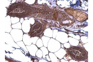 IHC-P Image HSP90 beta antibody detects HSP90 beta protein at cytosol on mouse skin by immunohistochemical analysis.
