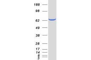 Validation with Western Blot