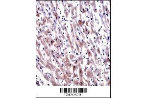 EGLN3 Antibody immunohistochemistry analysis in formalin fixed and paraffin embedded human heart tissue followed by peroxidase conjugation of the secondary antibody and DAB staining. (EGLN3 anticorps  (C-Term))