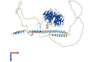 AlphaFold protein structure predicition of Human Recombinant NEDD1 Protein, UniprotID Q8NHV4