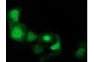 Anti-CDK2 mouse monoclonal antibody (ABIN2454506) immunofluorescent staining of COS7 cells transiently transfected by pCMV6-ENTRY CDK2 (RC200494). (CDK2 anticorps)