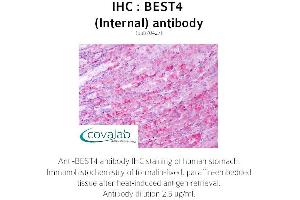 Image no. 1 for anti-Bestrophin 4 (BEST4) (Internal Region) antibody (ABIN1732306) (Bestrophin 4 anticorps  (Internal Region))