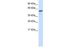 WB Suggested Anti-FOXI1 Antibody Titration:  0. (FOXI1 anticorps  (Middle Region))