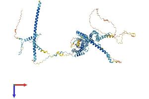 AlphaFold protein structure predicition of Mouse Recombinant Nop14 Protein, UniprotID Q8R3N1