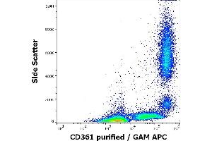 Flow cytometry surface staining pattern of human peripheral whole blood stained using anti-human CD361 (MEM-216) purified antibody (concentration in sample 4 μg/mL, GAM APC). (EVI2B anticorps)