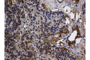 Image no. 2 for anti-TSC22 Domain Family, Member 1 (TSC22D1) antibody (ABIN1501537) (TSC22D1 anticorps)