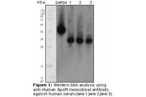 Image no. 1 for anti-Apolipoprotein M (APOM) antibody (ABIN232123) (Apolipoprotein M anticorps)
