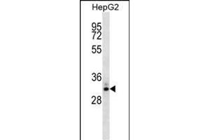 STC2 Antibody (ABIN1539810 and ABIN2843801) western blot analysis in HepG2 cell line lysates (35 μg/lane). (Stanniocalcin 2 anticorps)