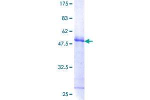 Image no. 1 for Four and A Half LIM Domains 3 (FHL3) (AA 1-280) protein (GST tag) (ABIN1354078)