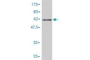 Western Blot detection against Immunogen (63. (DNAJB4 anticorps  (AA 1-337))