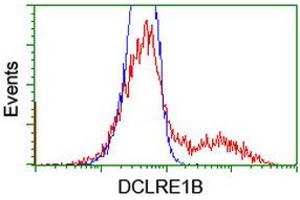 HEK293T cells transfected with either RC205744 overexpress plasmid (Red) or empty vector control plasmid (Blue) were immunostained by anti-DCLRE1B antibody (ABIN2454181), and then analyzed by flow cytometry. (DCLRE1B anticorps  (AA 1-280))