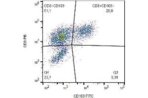 Surface staining of CD103 on PHA-activated PBMC with anti-CD103 (Ber-ACT8) FITC.