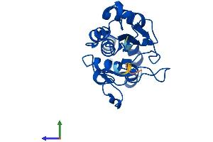 AlphaFold protein structure predicition of Human Recombinant NT5C Protein, UniprotID Q8TCD5