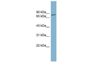 FURIN antibody used at 1 ug/ml to detect target protein. (FURIN anticorps)