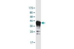 Western Blot detection against Immunogen (43.