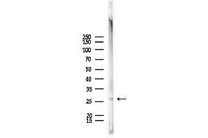 Western blot analysis of lysates from Mouse lung, using Rabl2 Antibody at 1/1000 dilution. (Rabl2 anticorps  (C-Term))