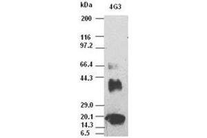 VEGF antibody (4G3) at 1:5000 dilution + Recombinant human VEGF165