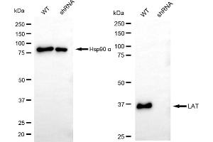 anti-Linker For Activation of T Cells (LAT) antibody