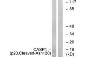 Western blot analysis of extracts from rat eye cells, using Caspase 1 (p20,Cleaved-Asn120) Antibody. (Caspase 1 anticorps  (Cleaved-Asn120))