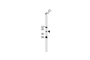 All lanes : Anti-TBC1D13 Antibody (Center) at 1:500 dilution Lane 1:PC-12 whole cell lysate Lysates/proteins at 20 μg per lane. (TBC1D13 anticorps  (AA 76-105))