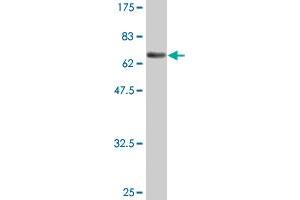 Western Blot detection against Immunogen (73. (ENO1 anticorps  (AA 1-434))