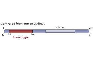 Image no. 3 for anti-Cyclin A2 (CCNA2) (AA 26-144) antibody (ABIN968445)
