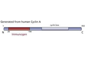 Image no. 3 for anti-Cyclin A2 (CCNA2) (AA 26-144) antibody (ABIN968445) (Cyclin A anticorps  (AA 26-144))