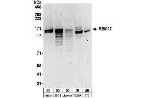 Western Blotting (WB) image for anti-RNA Binding Motif Protein 27 (RBM27) (AA 700-750) antibody (ABIN7454730) (RBM27 anticorps  (AA 700-750))