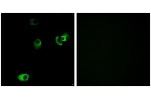 Immunofluorescence (IF) image for anti-Dopamine Receptor D4 (DRD4) (AA 355-404) antibody (ABIN2890762)