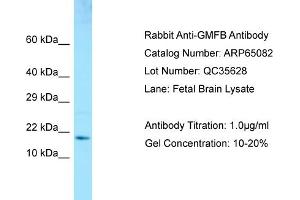 Western Blotting (WB) image for anti-Glia Maturation Factor, beta (GMFB) (Middle Region) antibody (ABIN2790037)